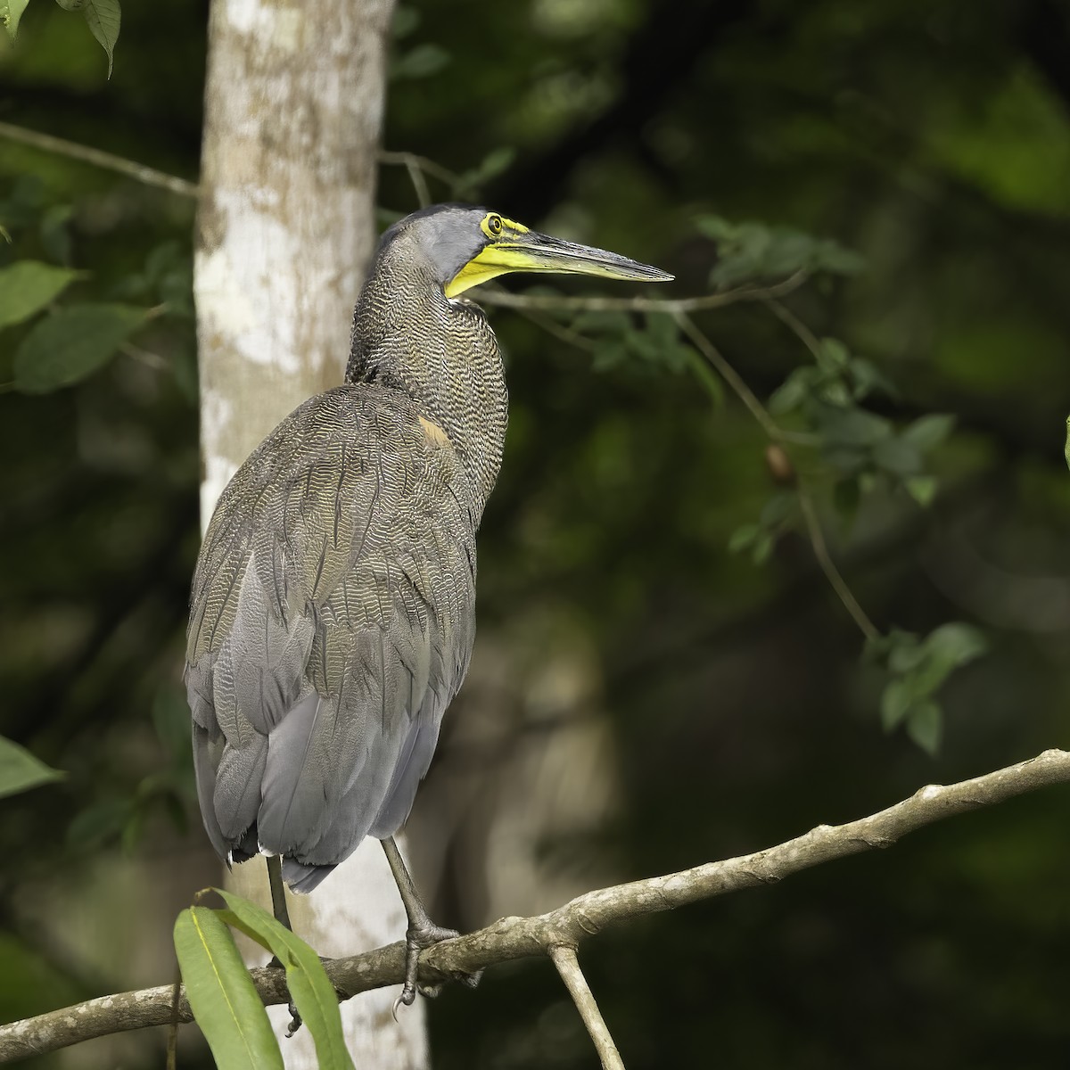 Bare-throated Tiger-Heron - ML602314261