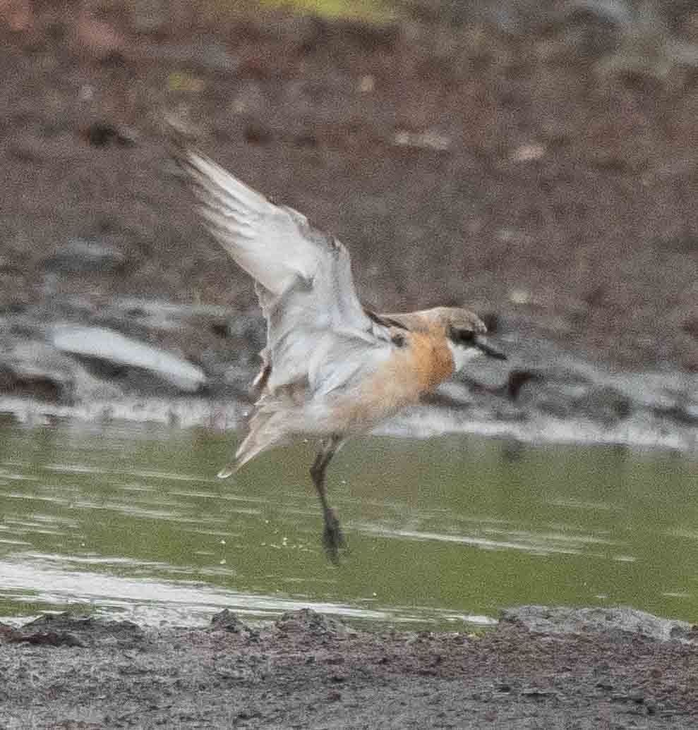 sand-plover sp. - ML602314361