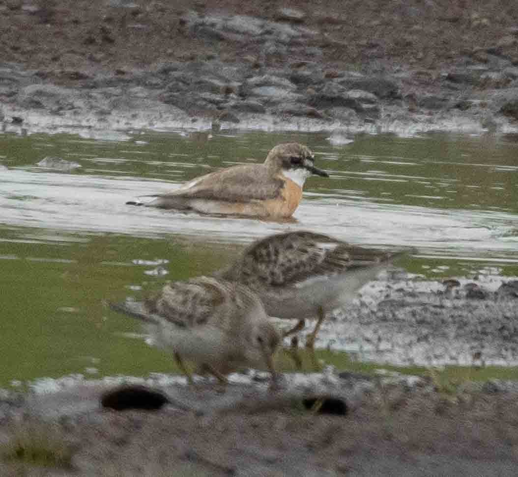 sand-plover sp. - ML602314391