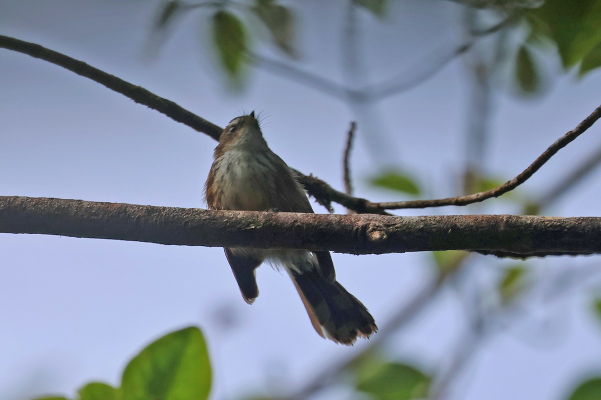 Fiji Streaked Fantail (Taveuni) - ML602314611
