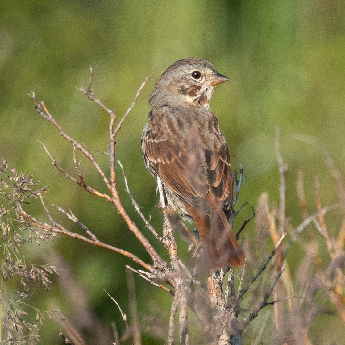 Fox Sparrow (Red) - ML602315501