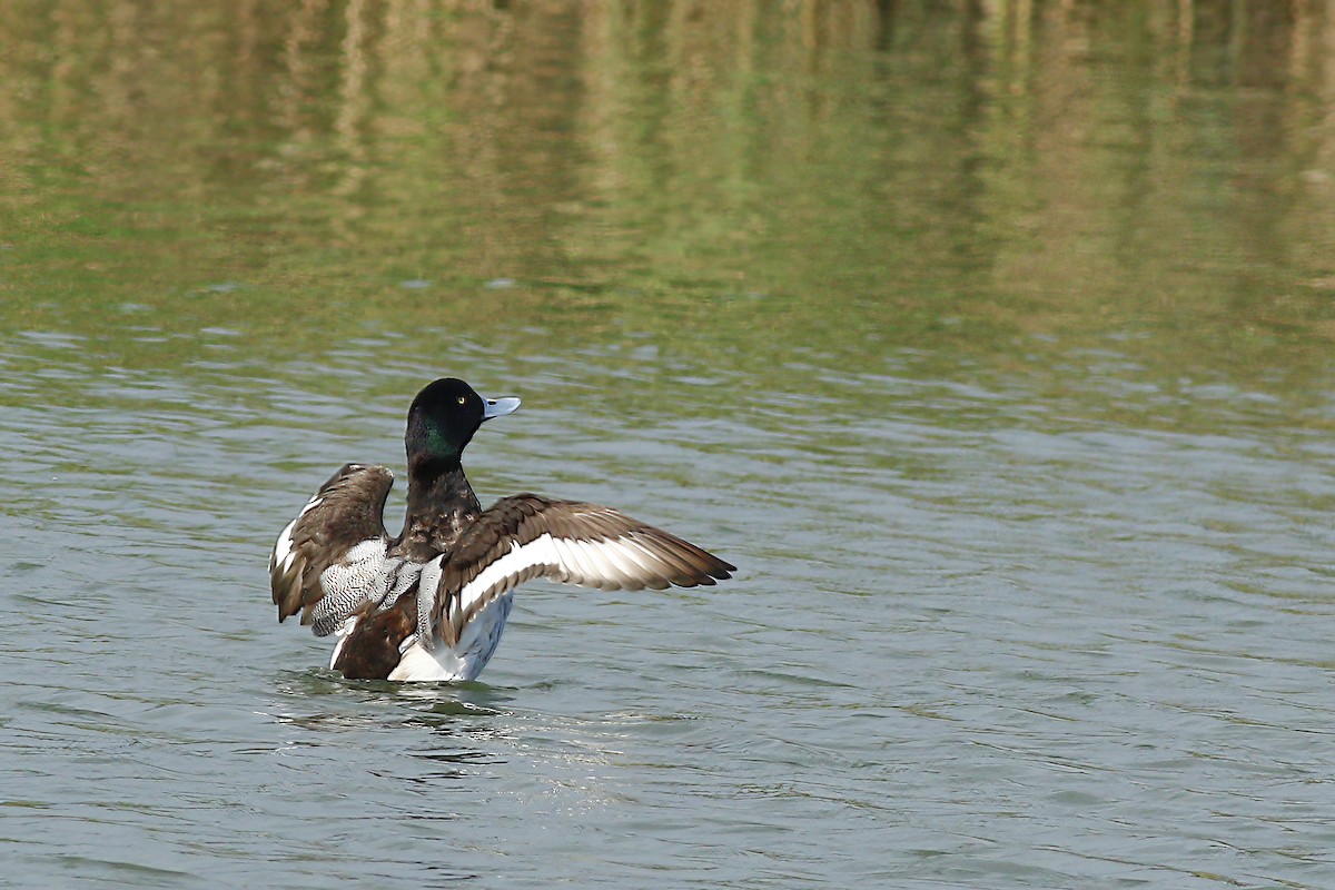 Greater Scaup - u7 Liao