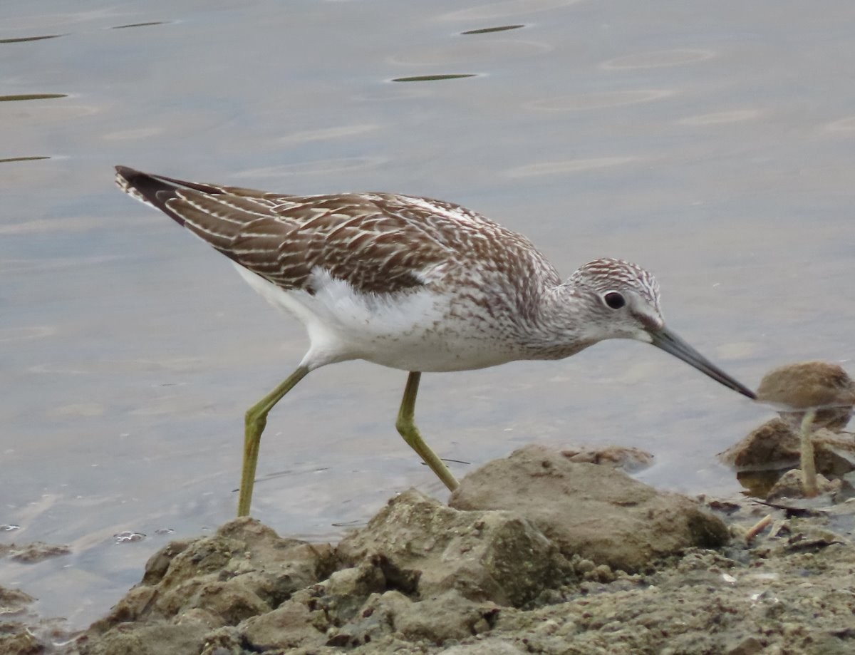 Common Greenshank - ML602316021