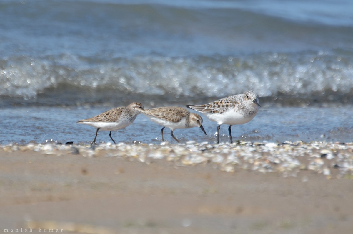 Semipalmated Sandpiper - ML60231611