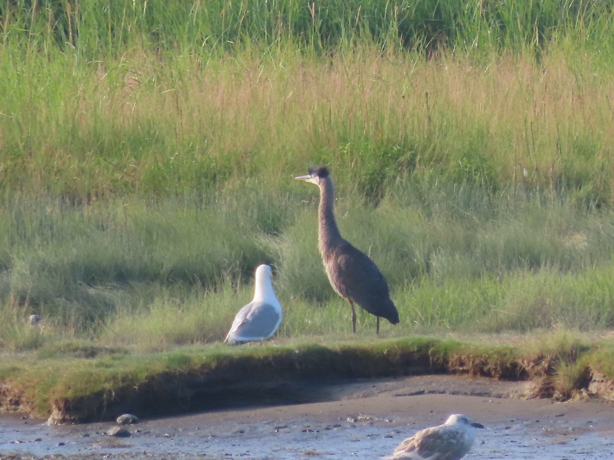 Great Blue Heron - Laura Burke