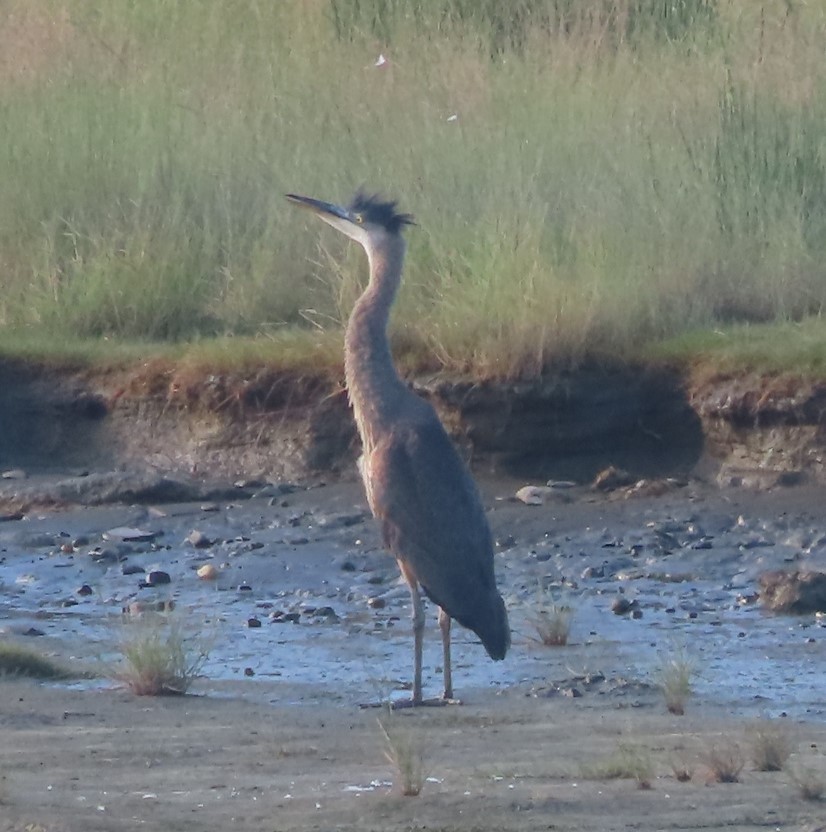 Great Blue Heron - ML602316141