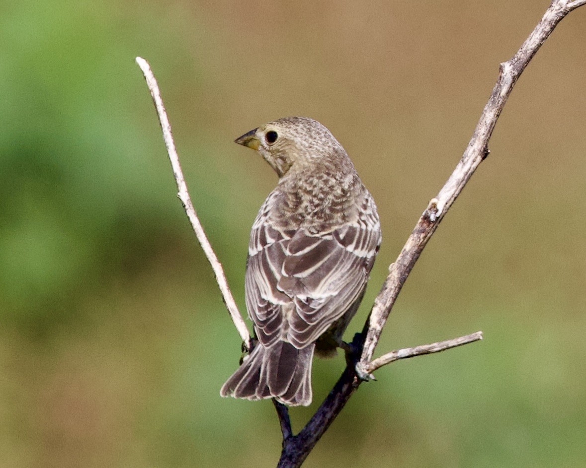 Brown-headed Cowbird - ML602316361