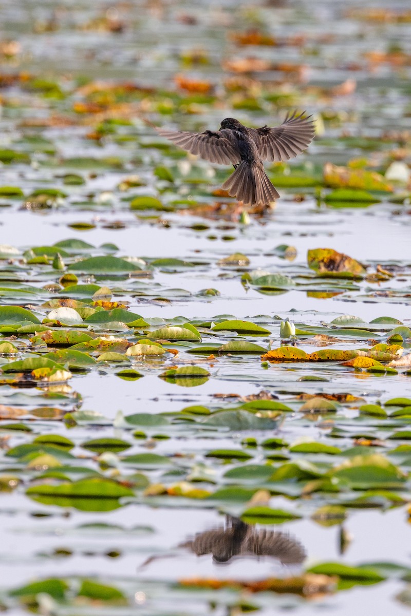 Red-winged Blackbird - ML602316811