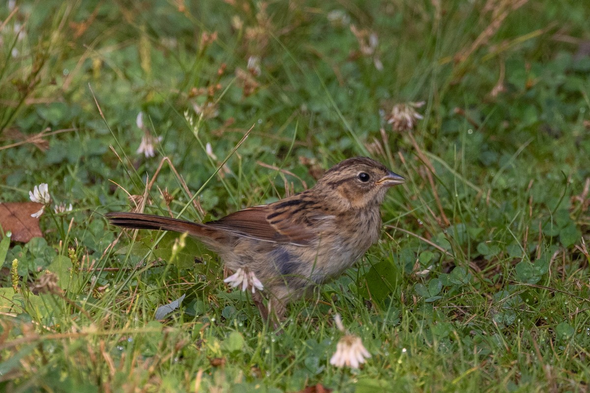 Swamp Sparrow - ML602316831