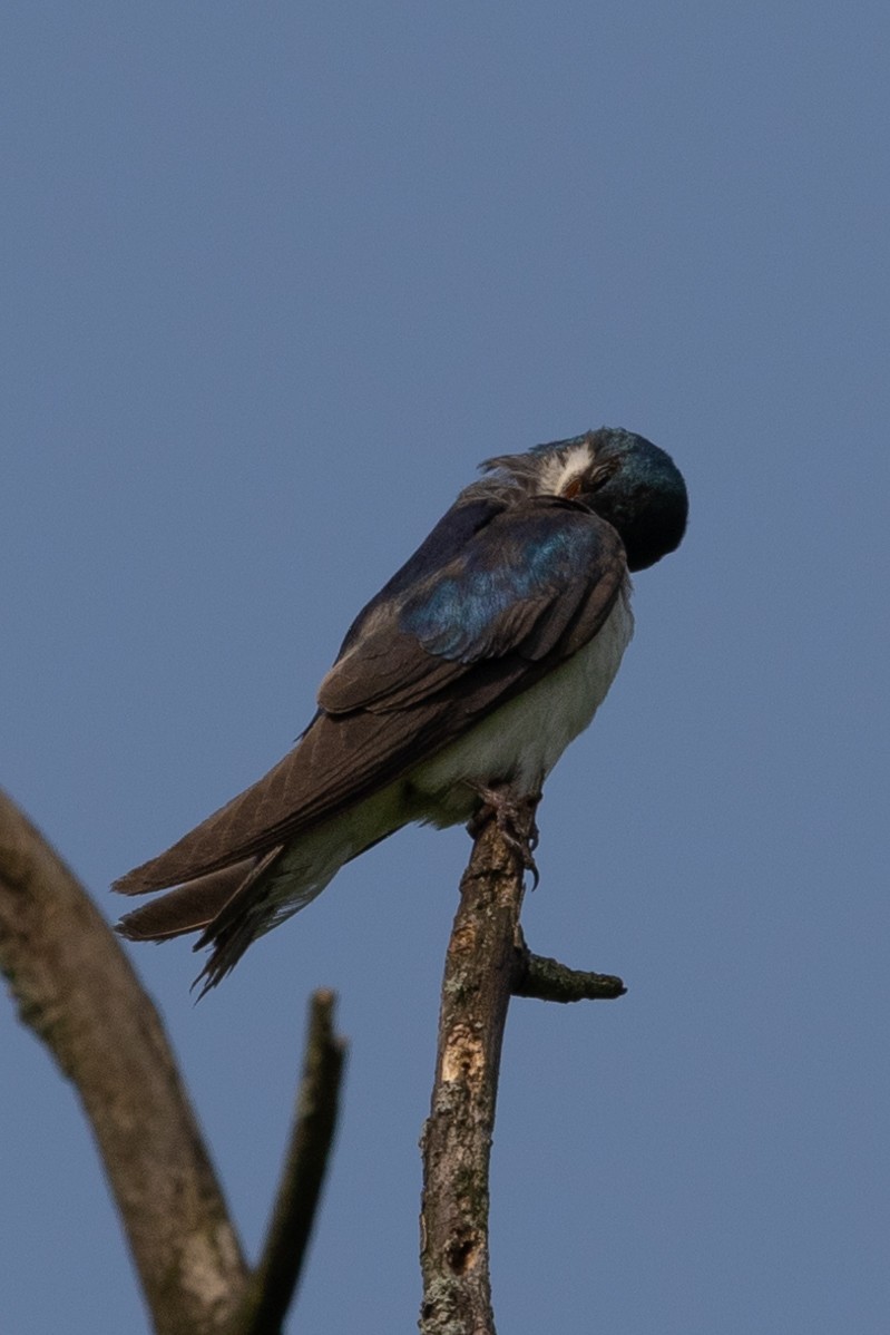 Tree Swallow - Christie Sweeney