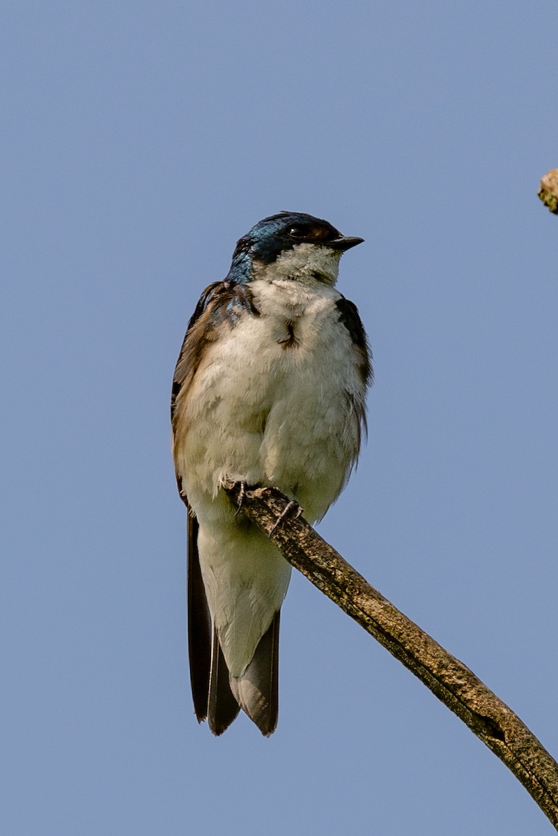 Tree Swallow - ML602316861