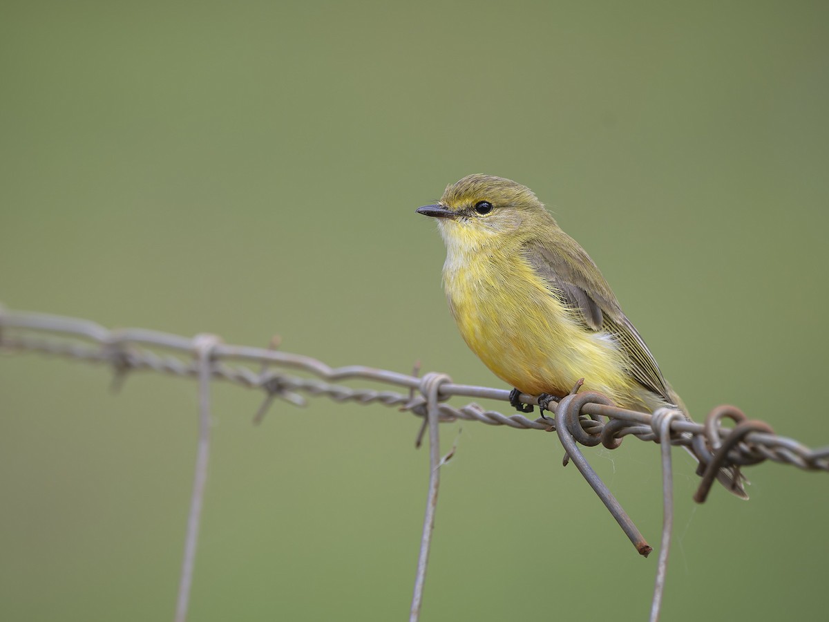 Lemon-bellied Flyrobin - ML602317001