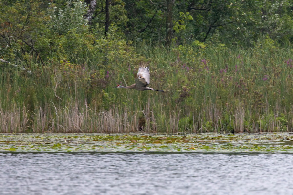 Sandhill Crane - ML602317041