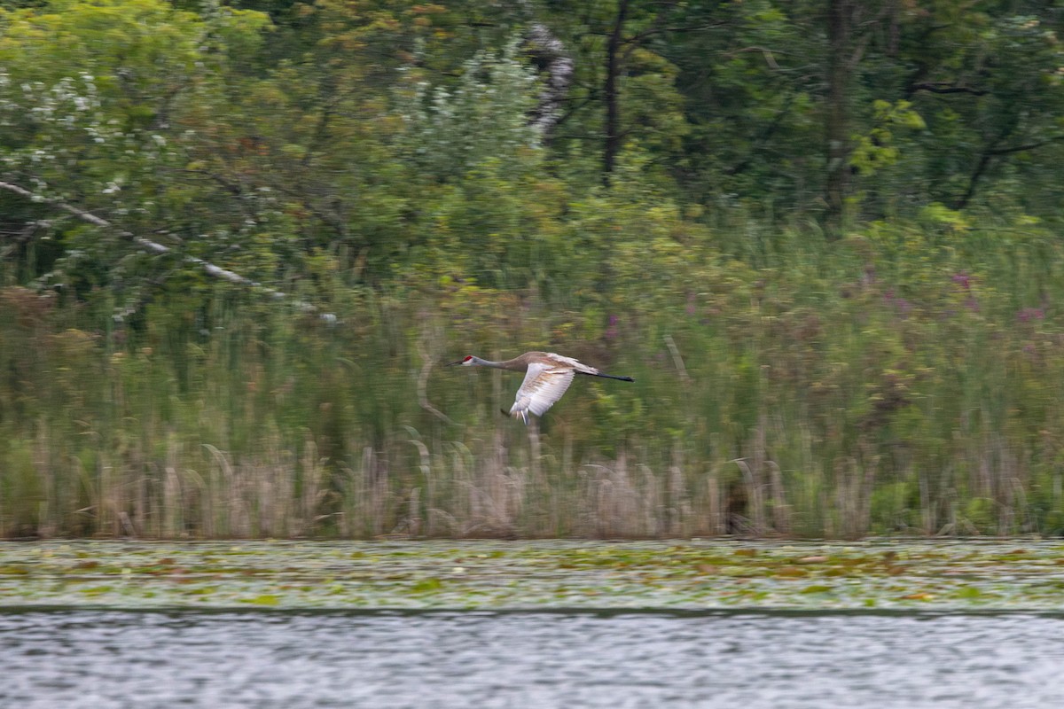 Sandhill Crane - ML602317051