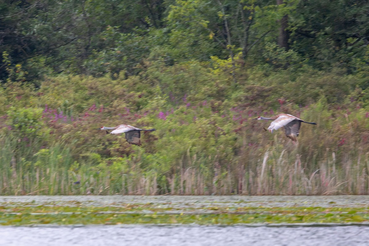 Sandhill Crane - ML602317061