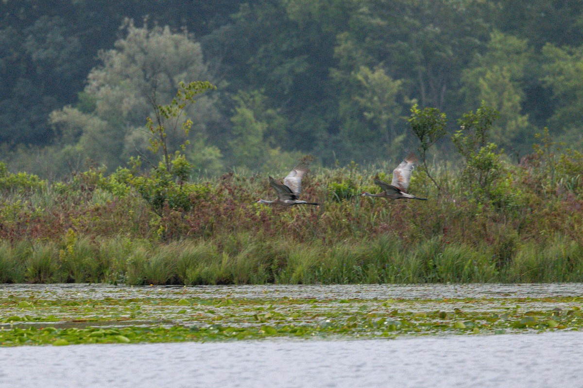 Sandhill Crane - ML602317071