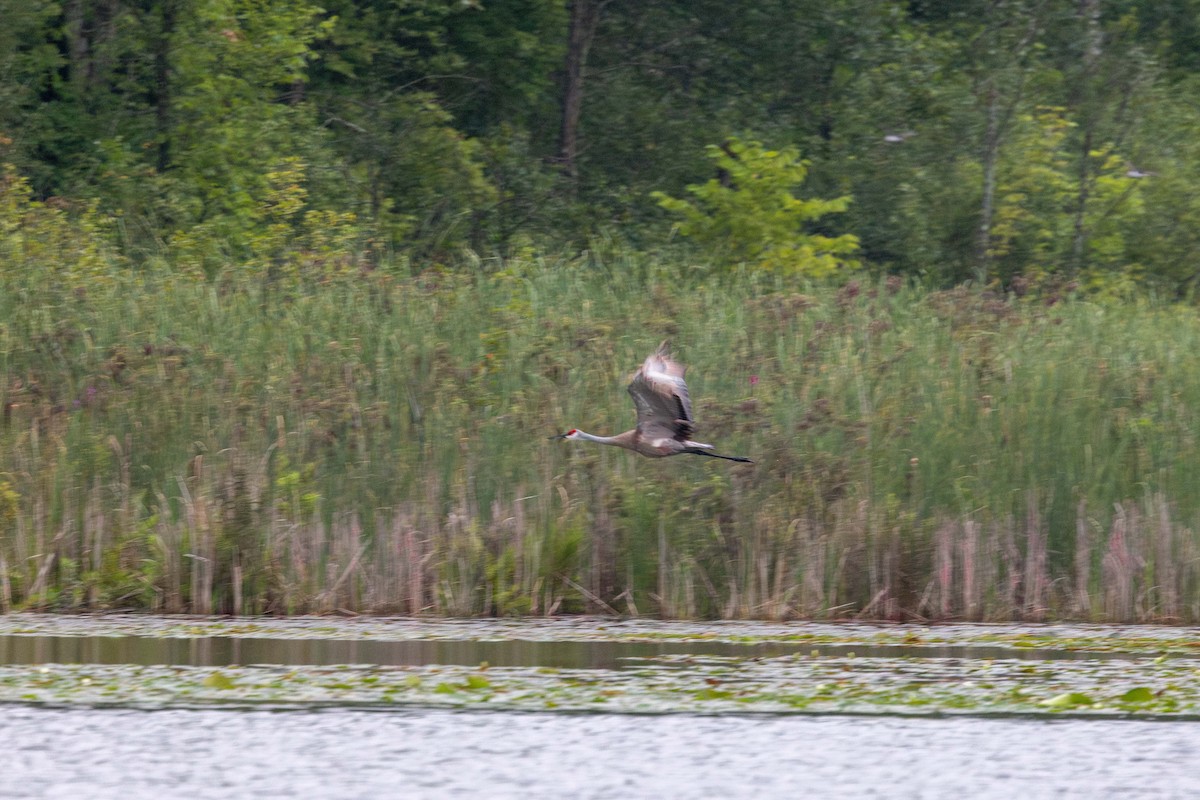 Sandhill Crane - ML602317081