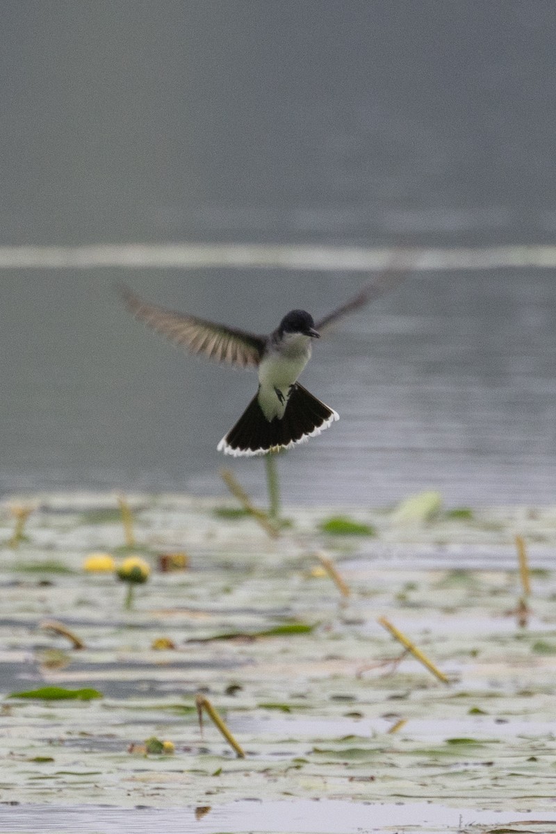 Eastern Kingbird - ML602317101