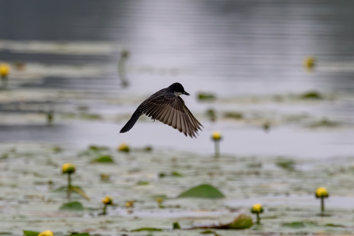 Eastern Kingbird - ML602317111