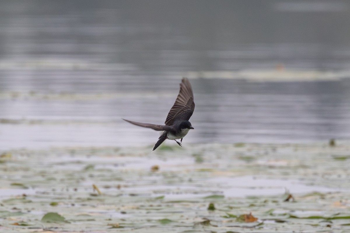 Eastern Kingbird - ML602317121