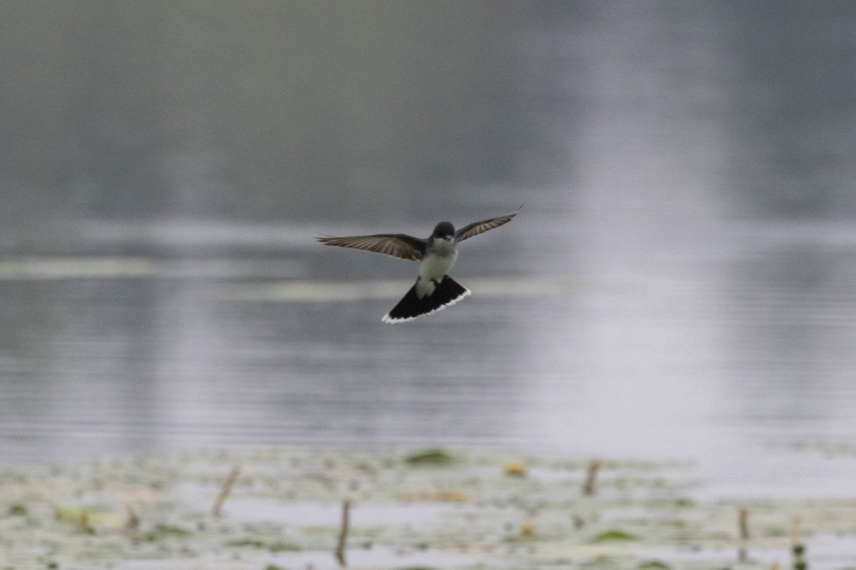 Eastern Kingbird - ML602317131