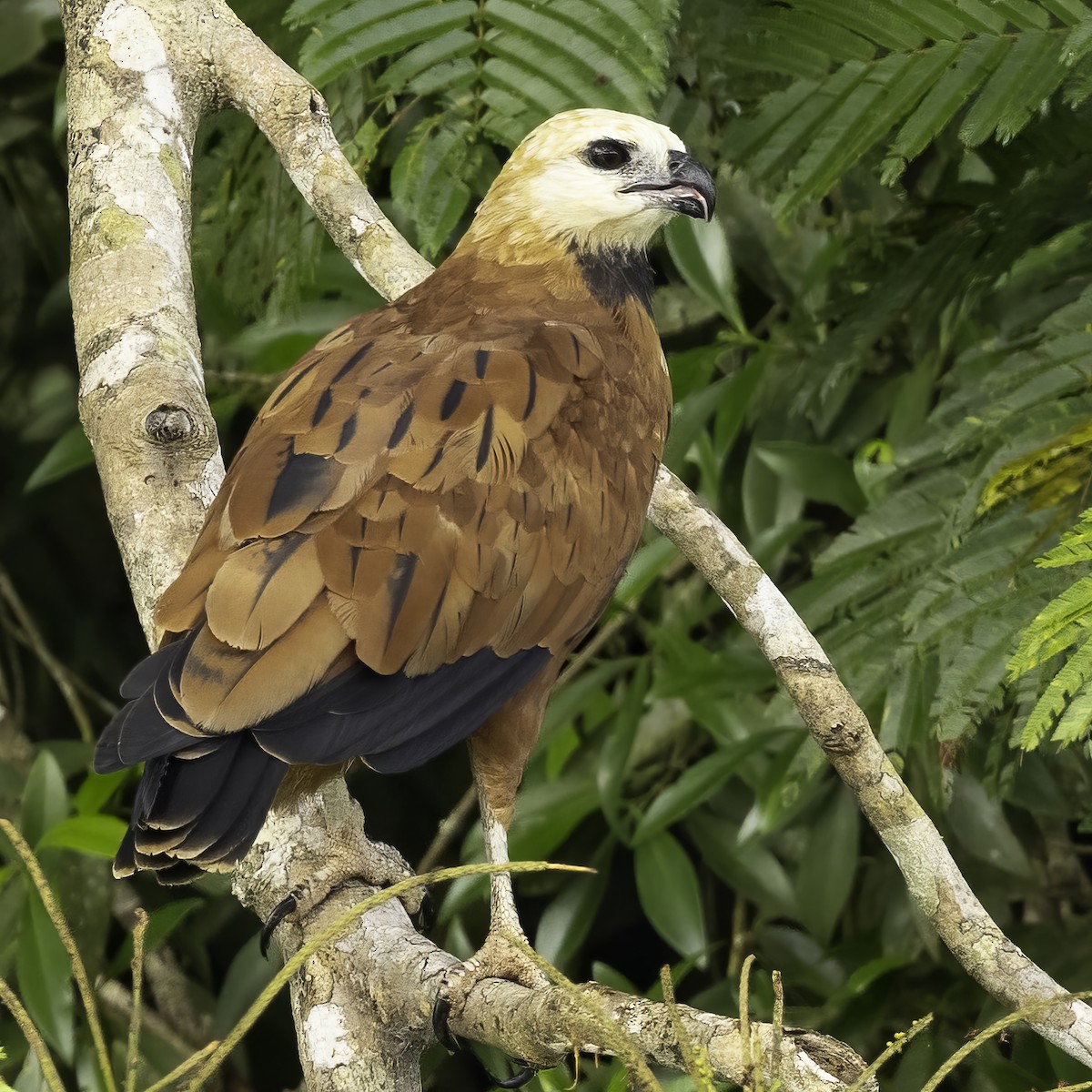 Black-collared Hawk - ML602317231