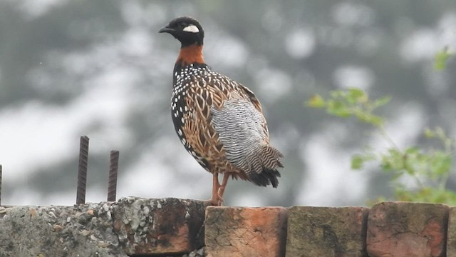 Black Francolin - ML602317351