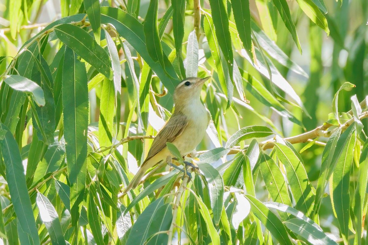 sangvireo - ML602317441