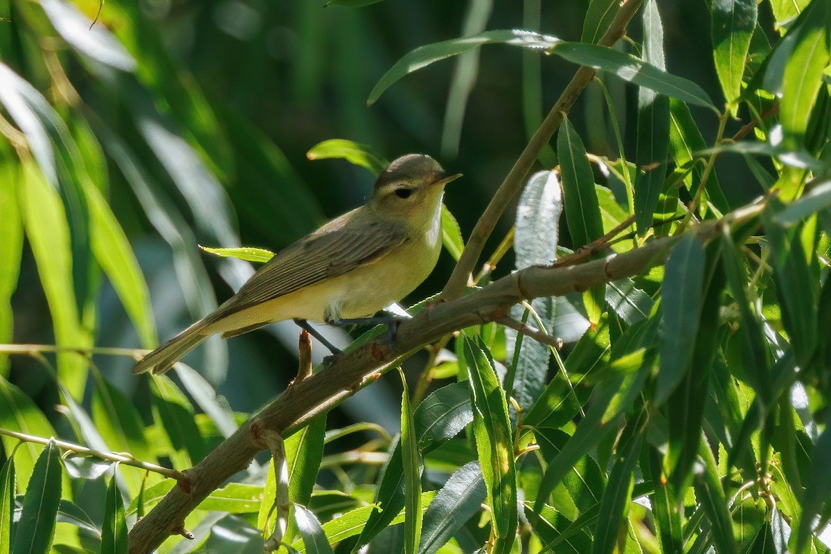 sangvireo - ML602317451