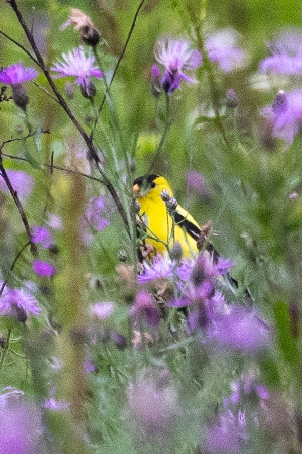 American Goldfinch - ML602317611