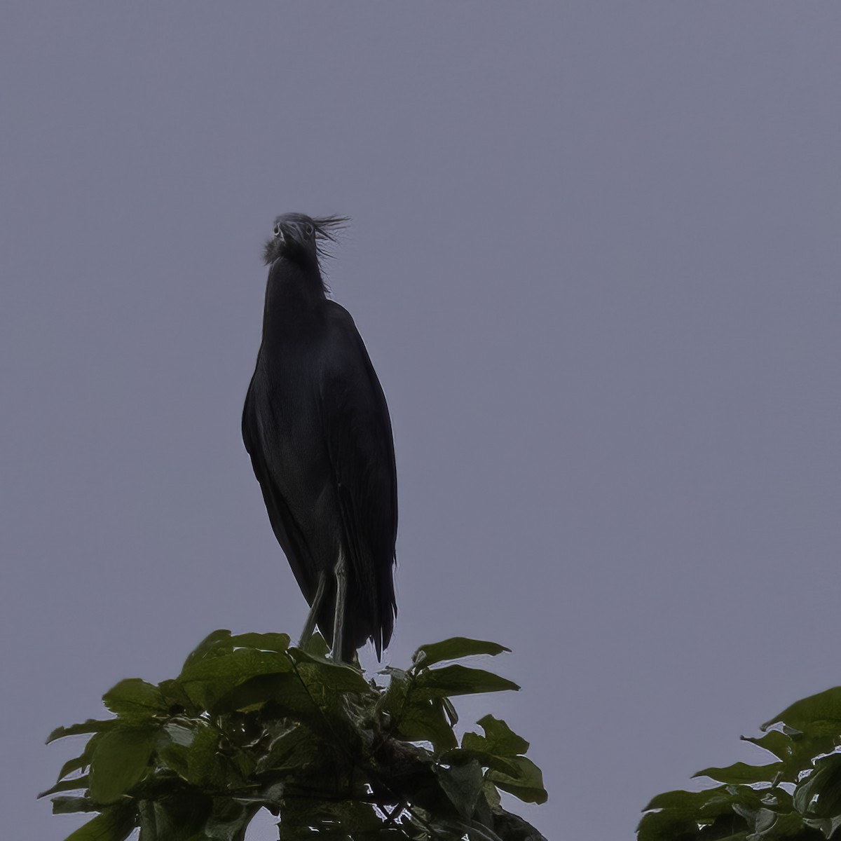 Little Blue Heron - ML602317641