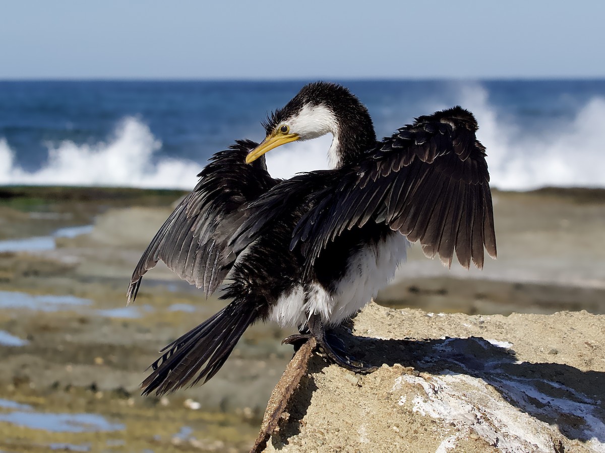 Little Pied Cormorant - ML602317901