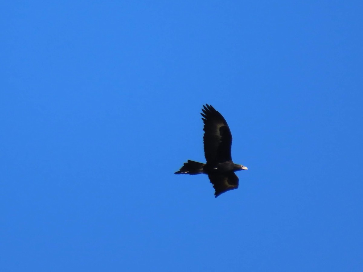 Wedge-tailed Eagle - ML602317961