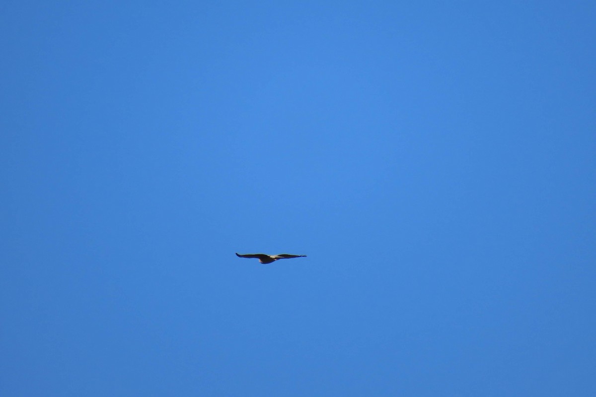 Brown Goshawk - ML602317971