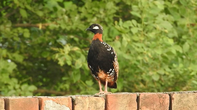 Black Francolin - ML602318331