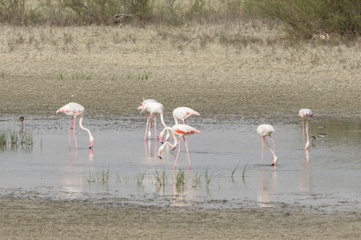 Greater Flamingo - Carsten Sekula