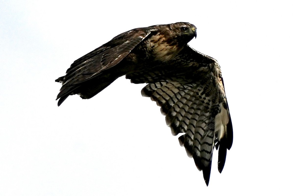 Red-tailed Hawk - ML602320231