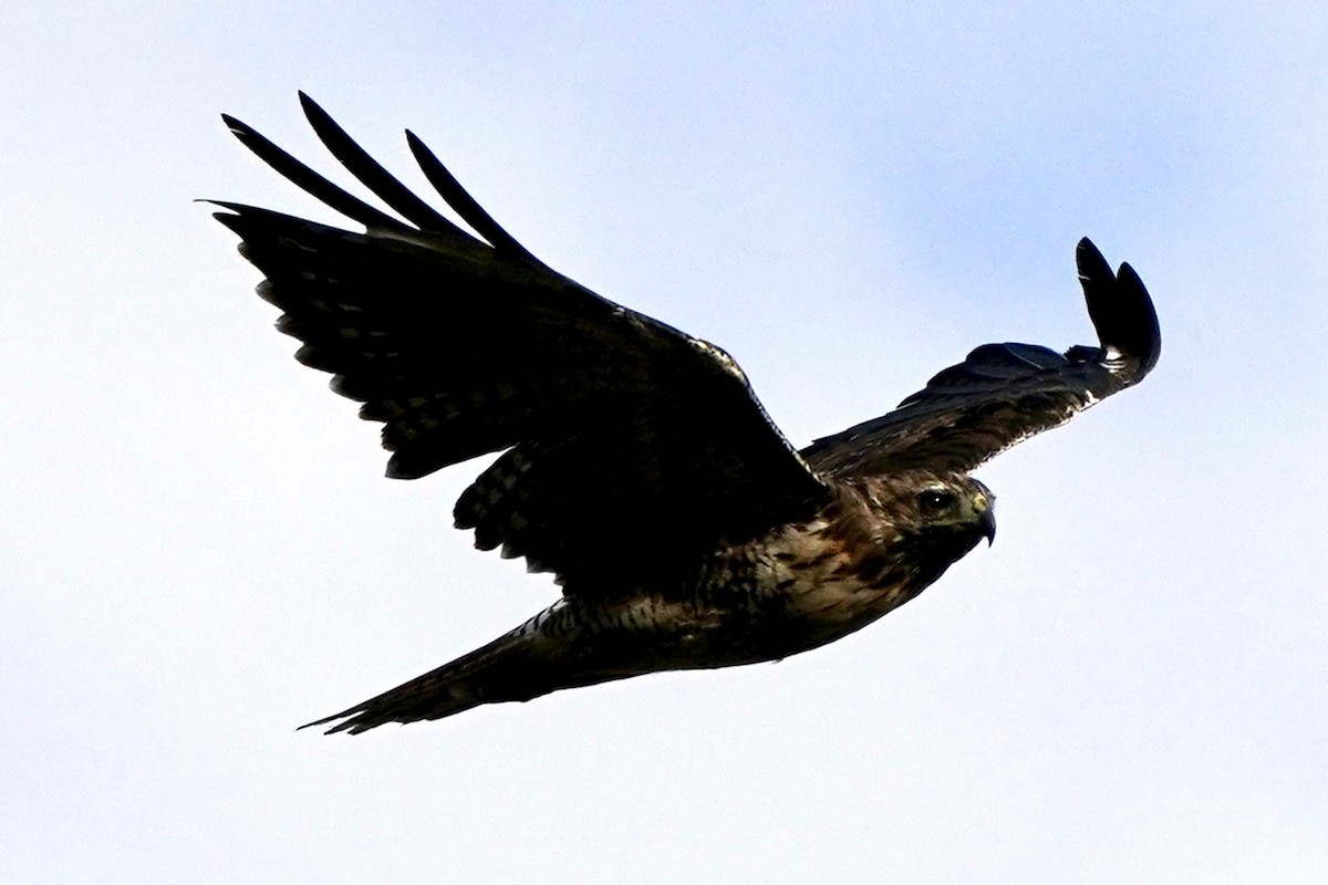 Red-tailed Hawk - ML602320281