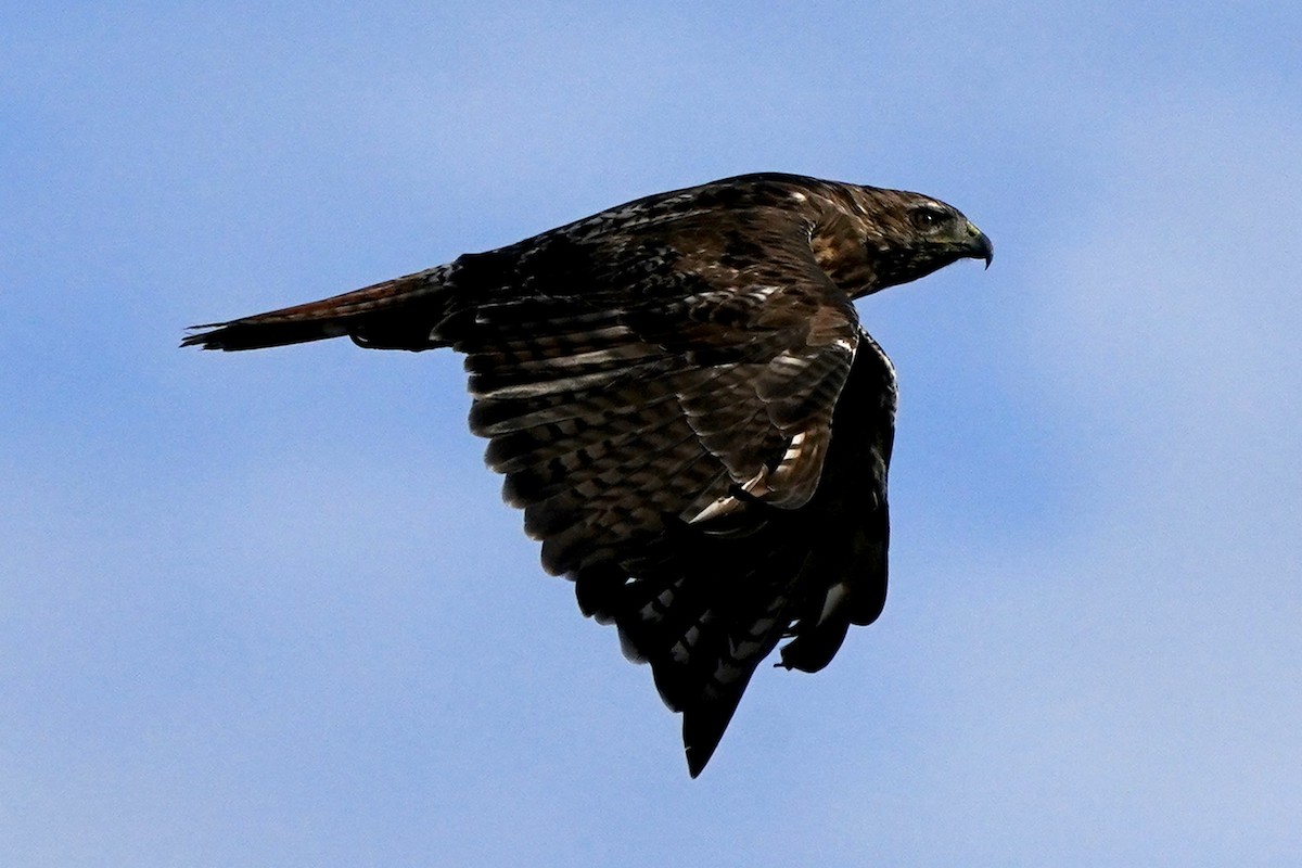 Red-tailed Hawk - ML602320311