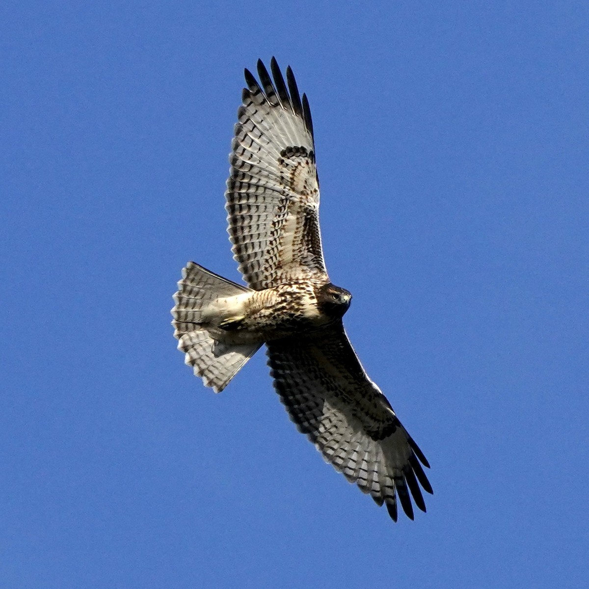 Red-tailed Hawk - ML602320331