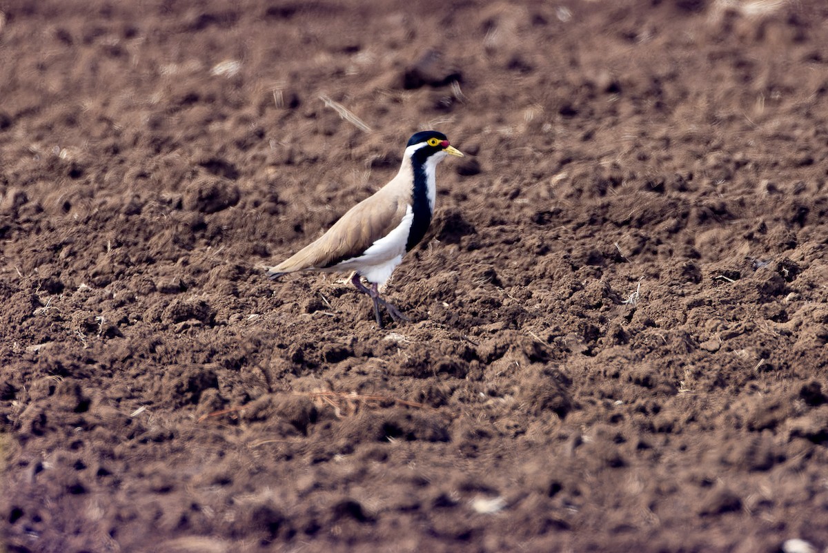 Banded Lapwing - ML602320521