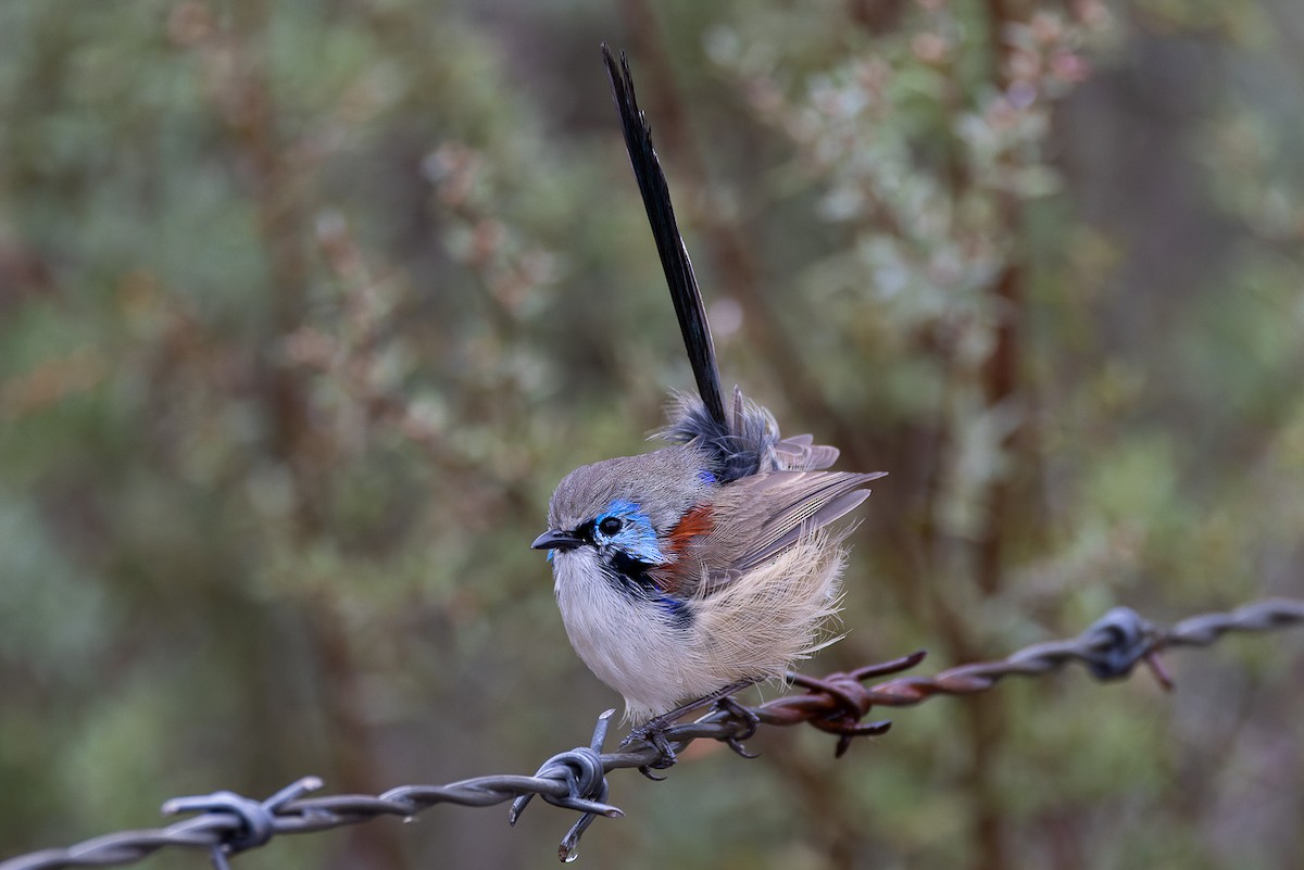 Variegated Fairywren - ML602320651