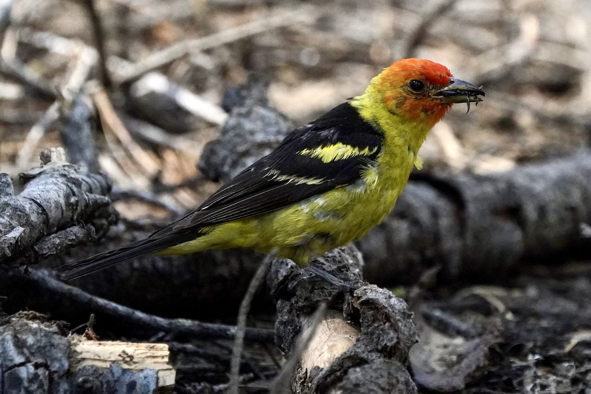 Western Tanager - ML602320831