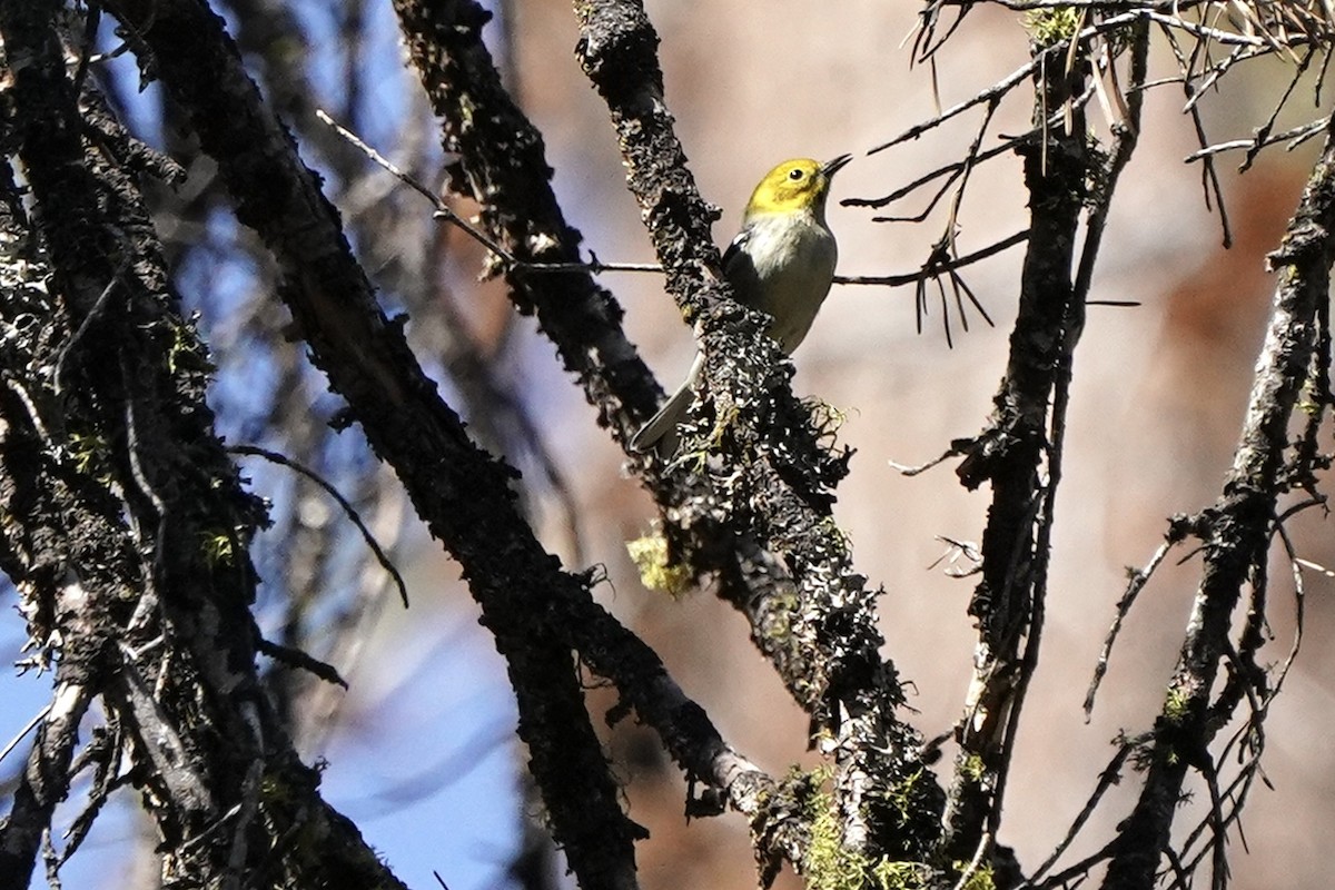 Hermit Warbler - ML602320921