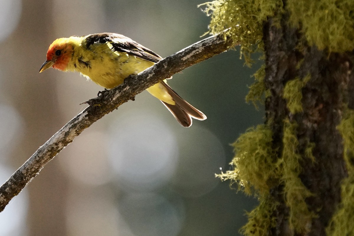 Western Tanager - ML602321281