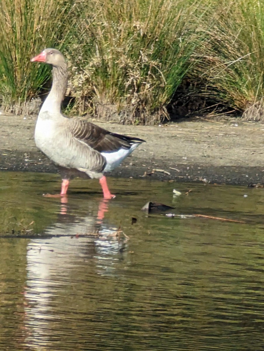 Graylag Goose - ML602322121