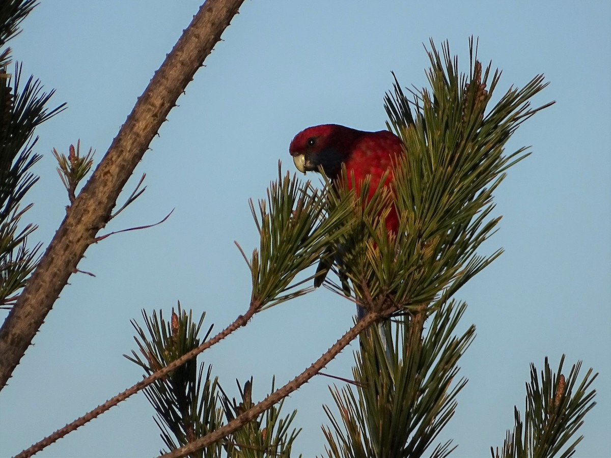 Crimson Rosella - ML602322701