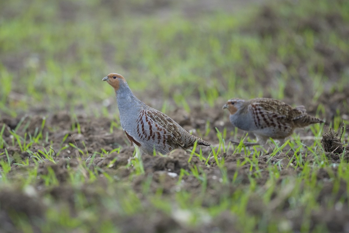 Gray Partridge - ML602323871