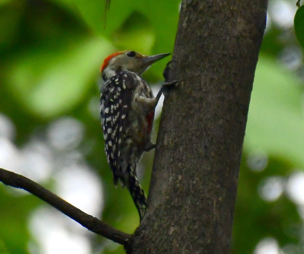 Yellow-crowned Woodpecker - ML602324381
