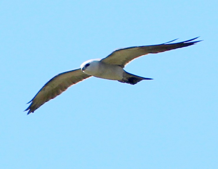 Mississippi Kite - ML60232441